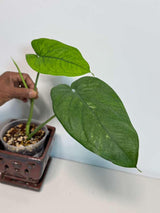 Variegated Syngonium Chiapense Albo Live Plant - Unique Leaves Beautiful Plant - Stunning Aroid with White Variegation-SAME Plant -US Seller