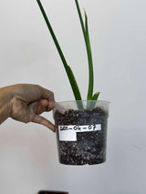 Variegated Syngonium Chiapense Albo Live Plant - Unique Leaves Beautiful Plant - Stunning Aroid with White Variegation-SAME Plant -US Seller