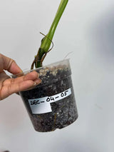 Variegated Syngonium Chiapense Albo Live Plant - Unique Leaves Beautiful Plant - Stunning Aroid with White Variegation-SAME Plant -US Seller