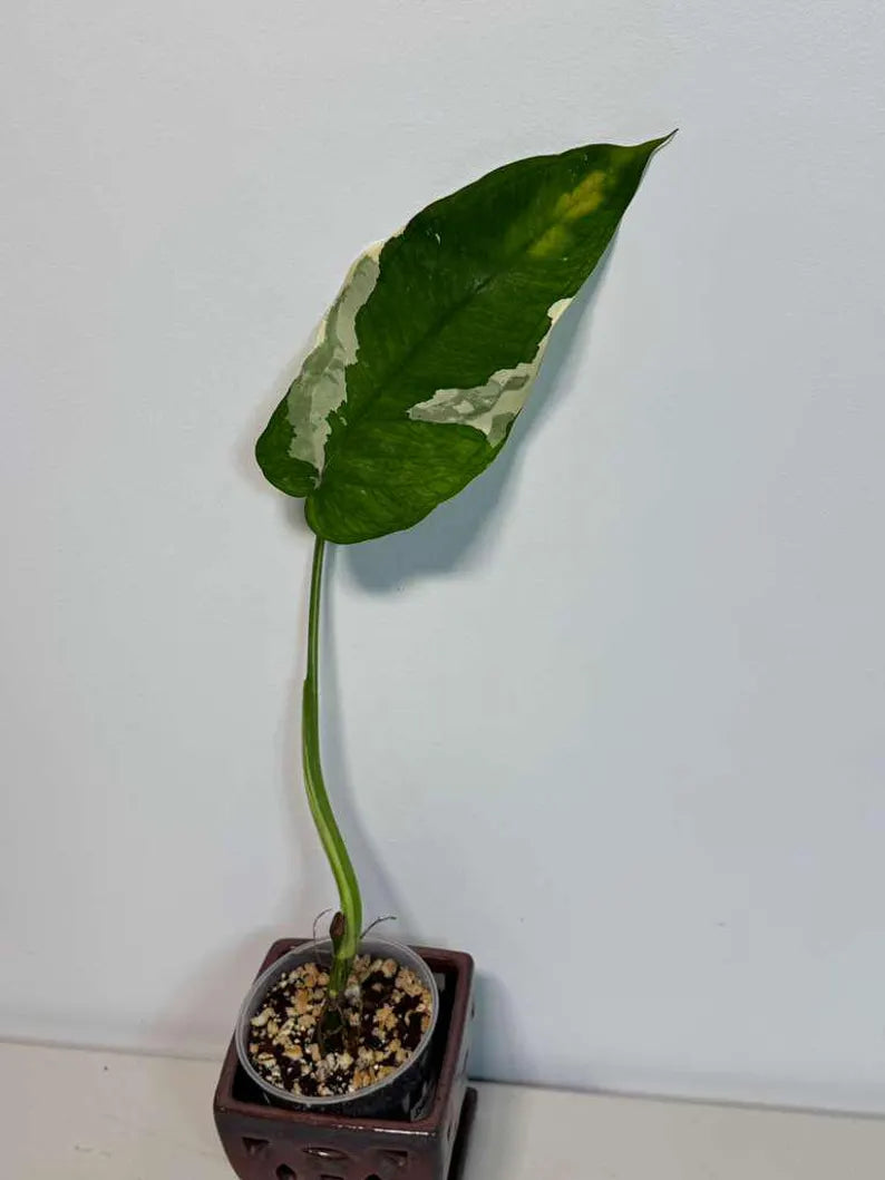Variegated Syngonium Chiapense Albo Live Plant - Unique Leaves Beautiful Plant - Stunning Aroid with White Variegation-SAME Plant -US Seller