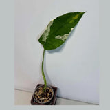 Variegated Syngonium Chiapense Albo Live Plant - Unique Leaves Beautiful Plant - Stunning Aroid with White Variegation-SAME Plant -US Seller