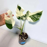 Rare Monstera Albo Variegated - Indoor White Monstera Albo Borsigiana Plant - Live Plant - Collector's Aroid - EXACT Same Plant - US Seller