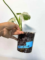 Rare Monstera Albo Variegated - Indoor White Monstera Albo Borsigiana Plant - Live Plant - Collector's Aroid - EXACT Same Plant - US Seller