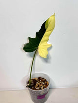 Philodendron Golden Dragon Live Plant - Variegated Plant in a Nursery Pot - Collector Rare Indoor Plant - Exact SAME plant - US Seller