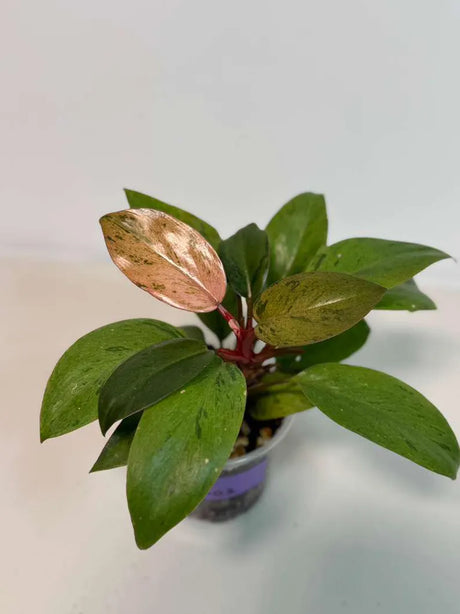 Philodendron Red Congo Variegated Live Plant - Dwarf Red Congo Indoor Outdoor Gardening Super Rare Plants - Hard to Come By - US Seller