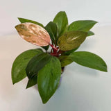 Philodendron Red Congo Variegated Live Plant - Dwarf Red Congo Indoor Outdoor Gardening Super Rare Plants - Hard to Come By - US Seller