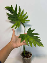 Philodendron Radiatum Variegated - Indoor Rare Plant - Large Form - Plants Lover Gift - Live Plant - Exact Same Plant - US Seller