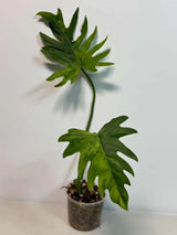Philodendron Radiatum Variegated - Indoor Rare Plant - Large Form - Plants Lover Gift - Live Plant - Exact Same Plant - US Seller