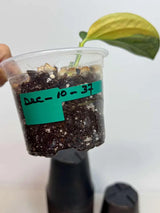 Variegated Monstera Peru in a Nursery Pot - Live Rare Houseplants - Rare Collector Plant - US Seller