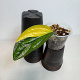 Variegated Monstera Peru in a Nursery Pot - Live Rare Houseplants - Rare Collector Plant - US Seller