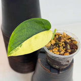 Scindapsus Jade Satin Variegated Plant in a Nursery Pot - Rare Tropical - SAME Plant - US Seller