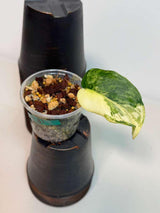 Scindapsus Jade Satin Variegated Plant in a Nursery Pot - Rare Tropical - SAME Plant - US Seller