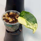 Scindapsus Jade Satin Variegated Plant in a Nursery Pot - Rare Tropical - SAME Plant - US Seller