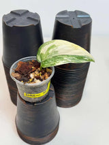 Scindapsus Jade Satin Variegated Plant in a Nursery Pot - Rare Tropical - SAME Plant - US Seller