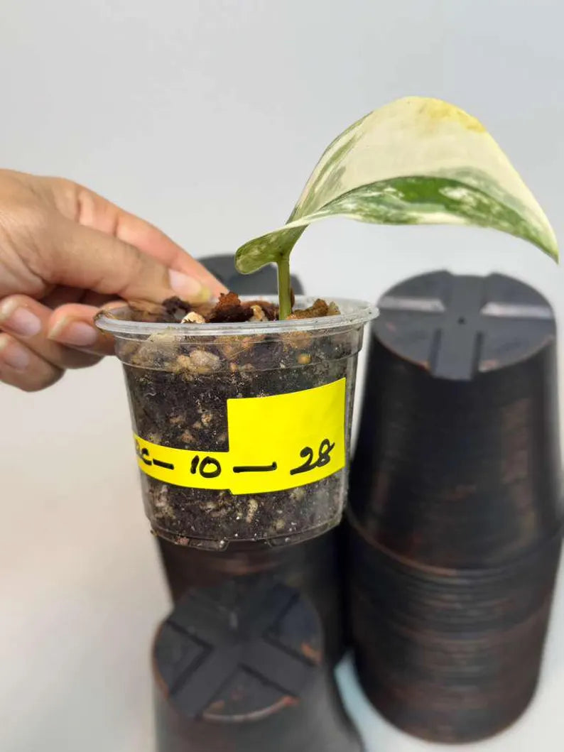 Scindapsus Jade Satin Variegated Plant in a Nursery Pot - Rare Tropical - SAME Plant - US Seller