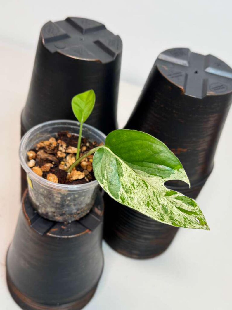 RARE Variegated Epipremnum Pinnatum Albo Plant in a Nursery Pot - Exact SAME Plant - US Seller