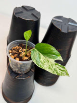 RARE Variegated Epipremnum Pinnatum Albo Plant in a Nursery Pot - Exact SAME Plant - US Seller