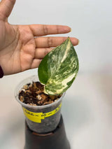 Scindapsus Jade Satin Variegated Plant in a Nursery Pot - Rare Tropical - SAME Plant - US Seller