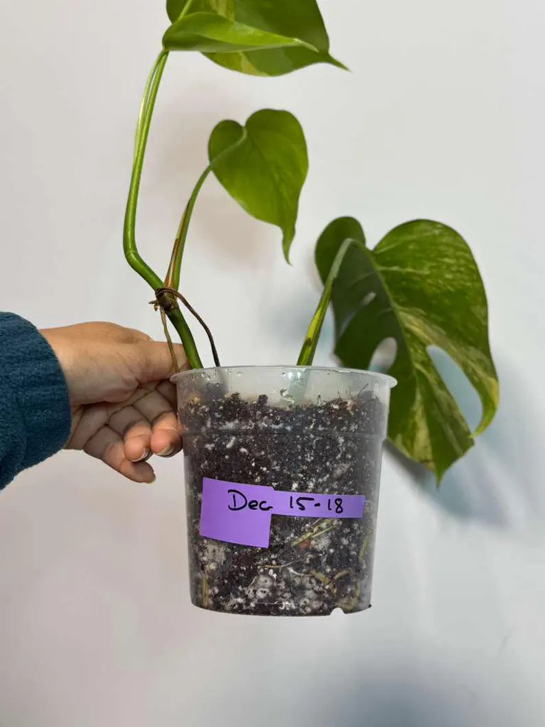 Monstera Marmota
