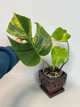 monstera aurea
