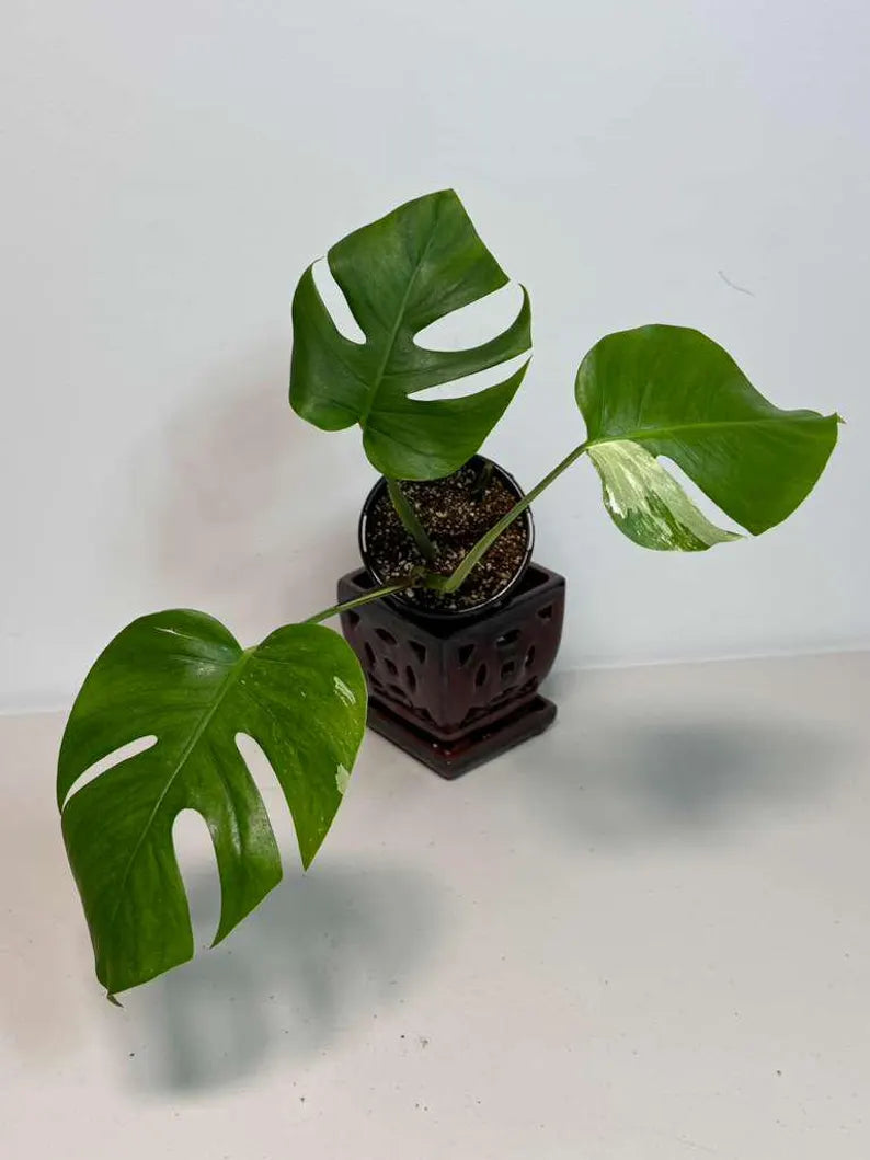 Rare Monstera Albo Variegated - Indoor White Monstera Albo Borsigiana Plant - Live Plant - Collector's Aroid - Gift Plant - US Seller