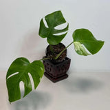 Rare Monstera Albo Variegated - Indoor White Monstera Albo Borsigiana Plant - Live Plant - Collector's Aroid - Gift Plant - US Seller