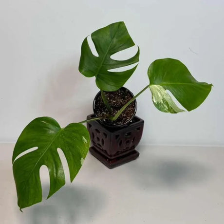 Rare Monstera Albo Variegated - Indoor White Monstera Albo Borsigiana Plant - Live Plant - Collector's Aroid - Gift Plant - US Seller