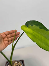 Variegated Syngonium Chiapense Albo Live Plant - Unique Leaves Beautiful Plant - Stunning Aroid with White Variegation-SAME Plant -US Seller