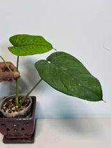 Variegated Syngonium Chiapense Albo Live Plant - Unique Leaves Beautiful Plant - Stunning Aroid with White Variegation-SAME Plant -US Seller