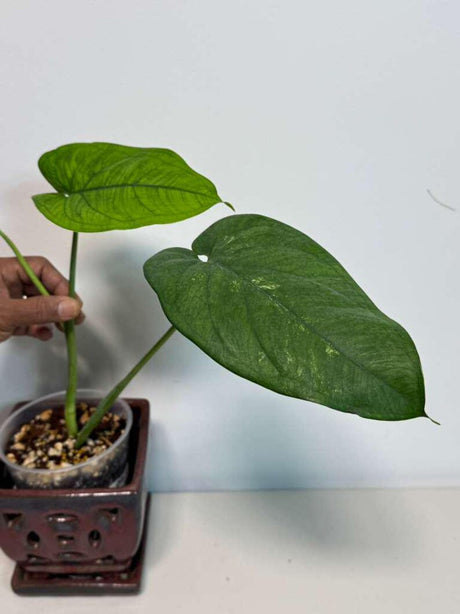 Variegated Syngonium Chiapense Albo Live Plant - Unique Leaves Beautiful Plant - Stunning Aroid with White Variegation-SAME Plant -US Seller