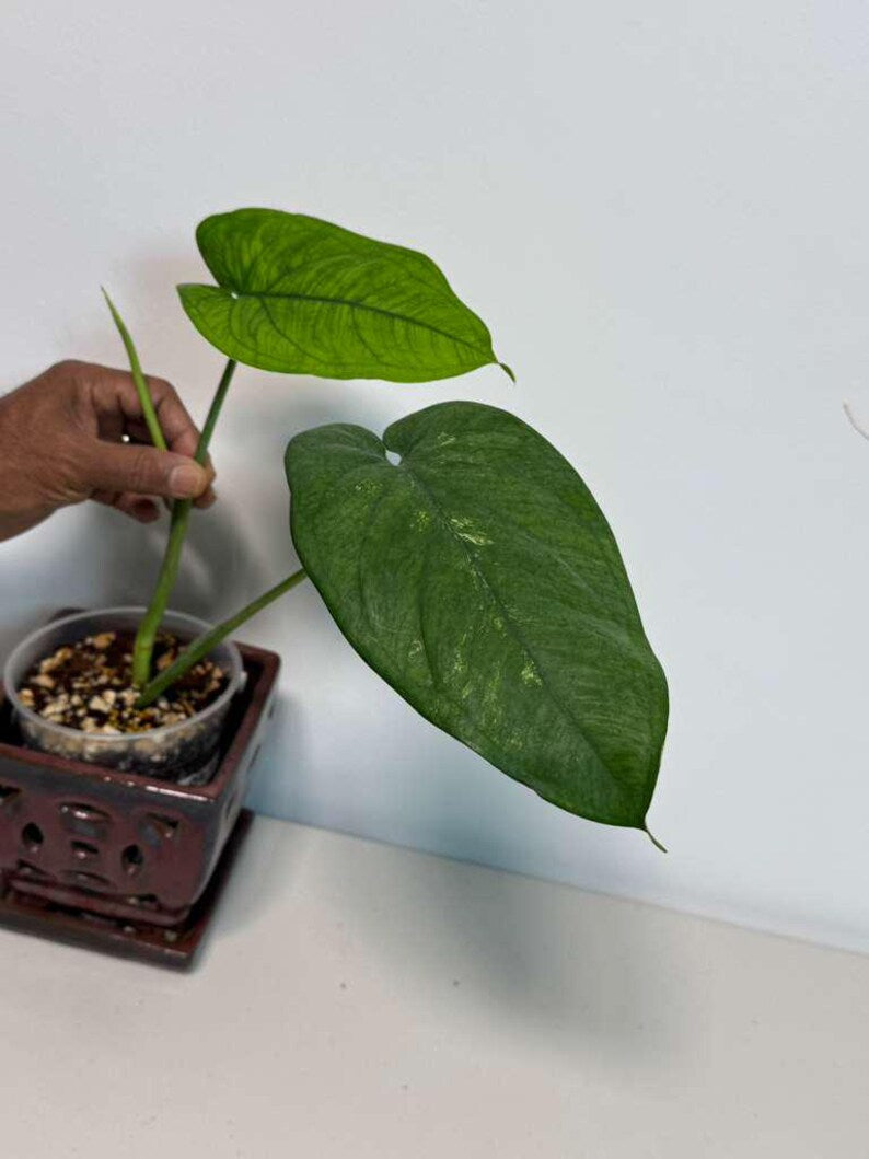 Variegated Syngonium Chiapense Albo Live Plant - Unique Leaves Beautiful Plant - Stunning Aroid with White Variegation-SAME Plant -US Seller