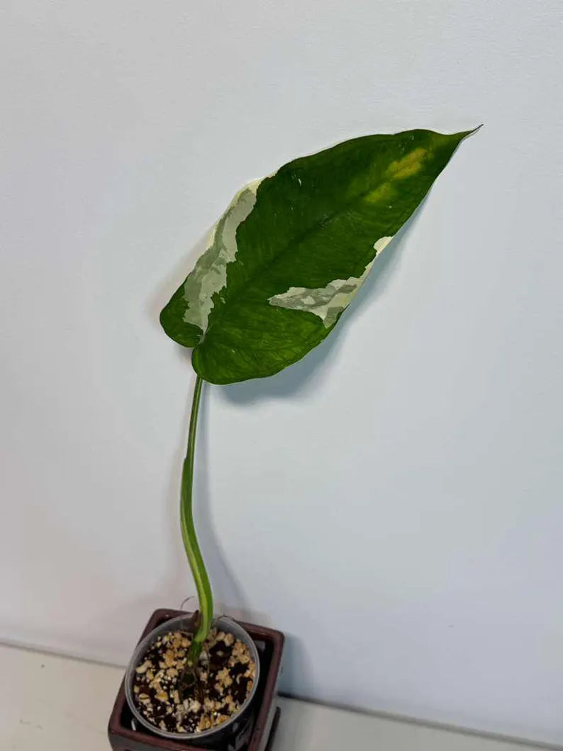 Variegated Syngonium Chiapense Albo Live Plant - Unique Leaves Beautiful Plant - Stunning Aroid with White Variegation-SAME Plant -US Seller