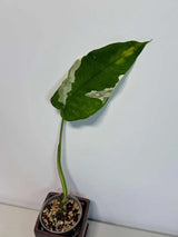 Variegated Syngonium Chiapense Albo Live Plant - Unique Leaves Beautiful Plant - Stunning Aroid with White Variegation-SAME Plant -US Seller