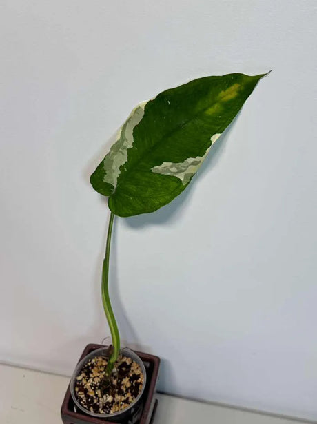 Variegated Syngonium Chiapense Albo Live Plant - Unique Leaves Beautiful Plant - Stunning Aroid with White Variegation-SAME Plant -US Seller