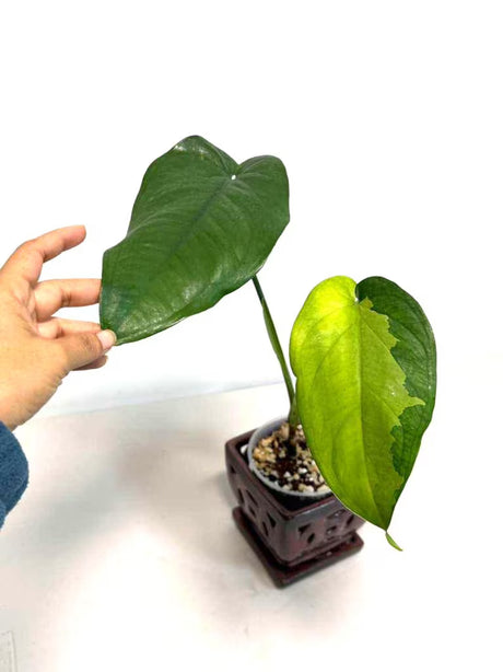 Variegated Syngonium Chiapense Albo Live Plant - Unique Leaves Beautiful Plant - Stunning Aroid with White Variegation-SAME Plant -US Seller