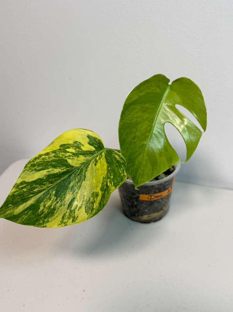 Monstera Aurea Variegated Borsigiana in a Nursery Pot - Monstera Marmota - SAME Plant as images - US Seller
