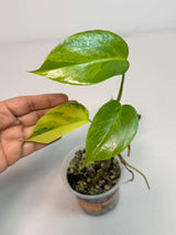 Monstera Aurea Variegated Borsigiana in a Nursery Pot