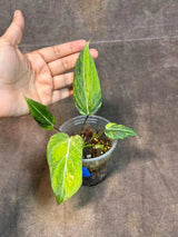philodendron