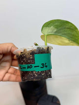 Scindapsus Jade Satin Variegated Plant in a Nursery Pot - Rare Tropical - SAME Plant - US Seller