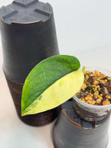 Scindapsus Jade Satin Variegated Plant in a Nursery Pot - Rare Tropical - SAME Plant - US Seller