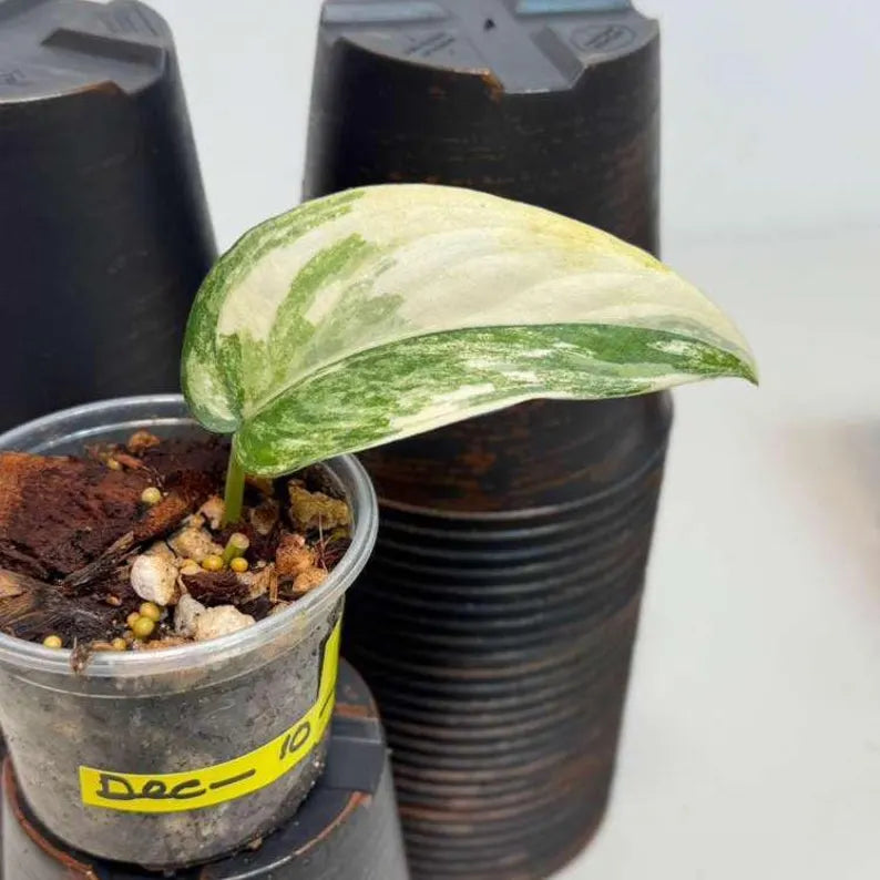 Scindapsus Jade Satin Variegated Plant in a Nursery Pot - Rare Tropical - SAME Plant - US Seller