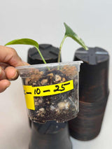 RARE Variegated Epipremnum Pinnatum Albo Plant in a Nursery Pot - Exact SAME Plant - US Seller