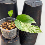 RARE Variegated Epipremnum Pinnatum Albo Plant in a Nursery Pot - Exact SAME Plant - US Seller