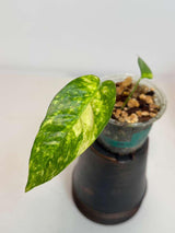 Epipremnum Yellow Flame Rare Exact Plant - Golden Flame Pinnatum Variegated Collector Plant - US Seller