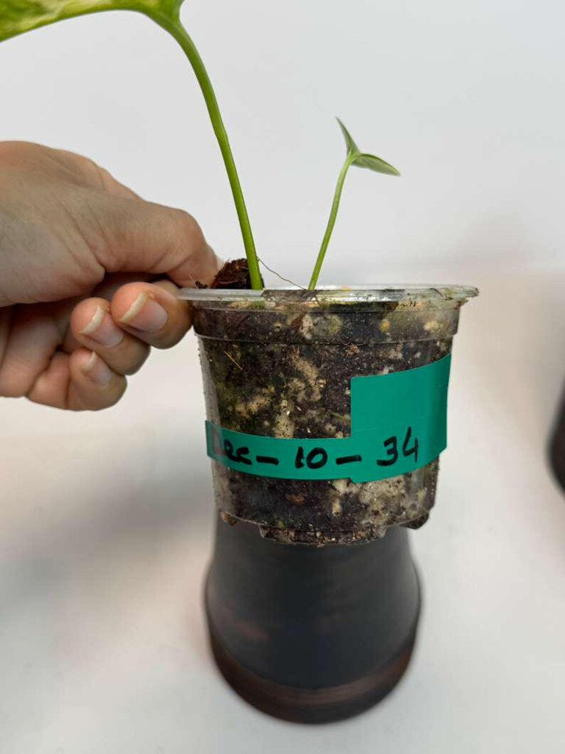 Epipremnum Yellow Flame Rare Exact Plant - Golden Flame Pinnatum Variegated Collector Plant - US Seller