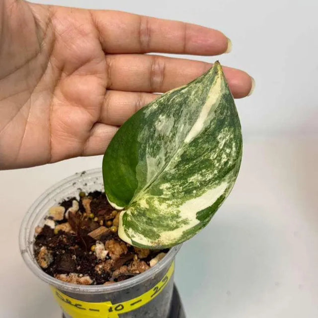 Variegated Scindapsus