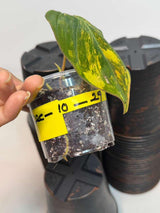 rare collector plant
