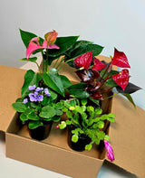 Assorted Indoor Flowering Plant Set of 4 Live Houseplants in 4" Pots- Anthurium, African Violet, Blooming Cactus, Peace Lily