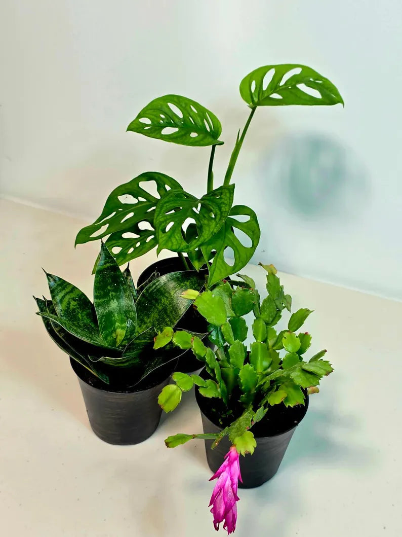 desk plant set