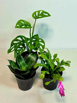 small potted plants